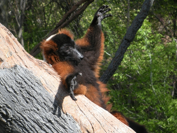 Red ruffed lemur Varecia varecia rubra relaxing in the sun 