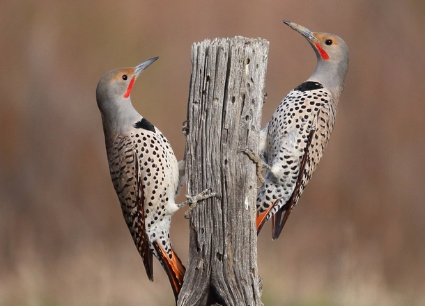 Red Shafted Northern Flicker Woodpeckers Colaptes auratus cafer 