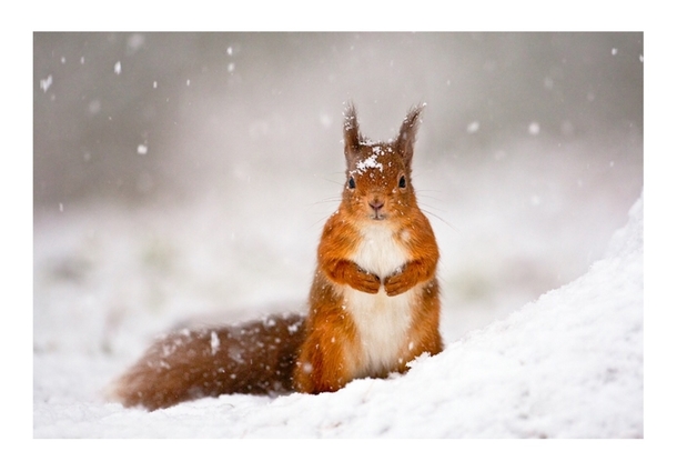 Red Squirrel By Jules Cox 