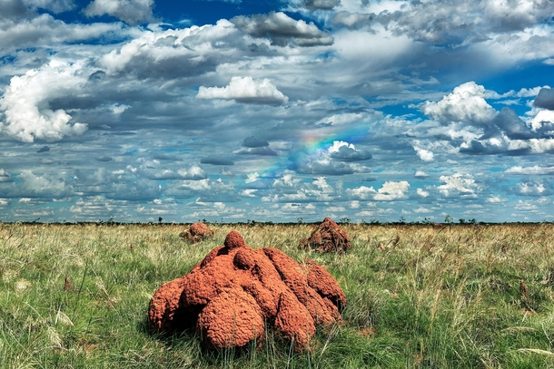 Red termite mounds near Derby in the Kimberley region of Western Australia 