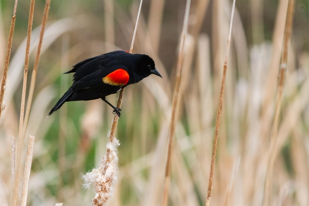 Red-winged blackbird Agelaius phoeniceus 