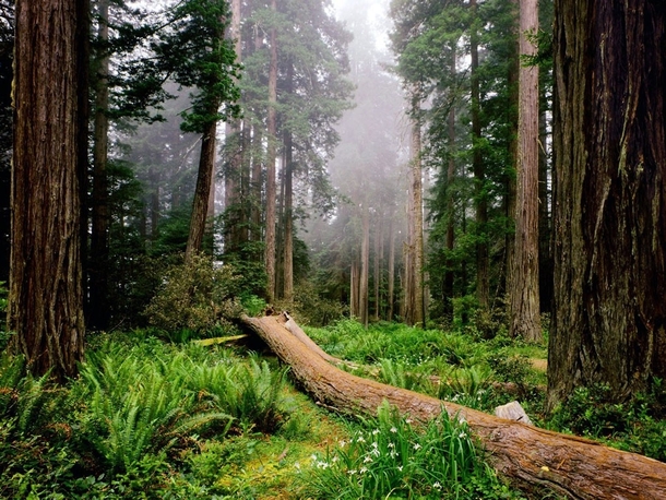 Redwood National Park CA 