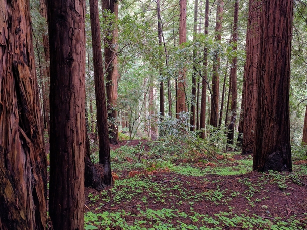 Redwoods in Muir Woods California 