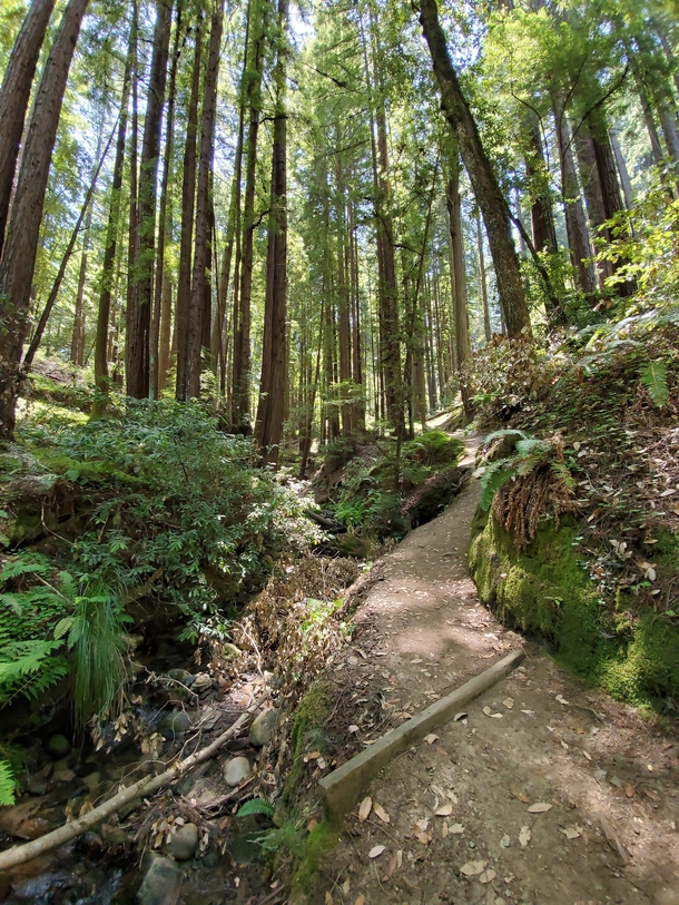 Redwoods State Park Santa Cruz CA x OC
