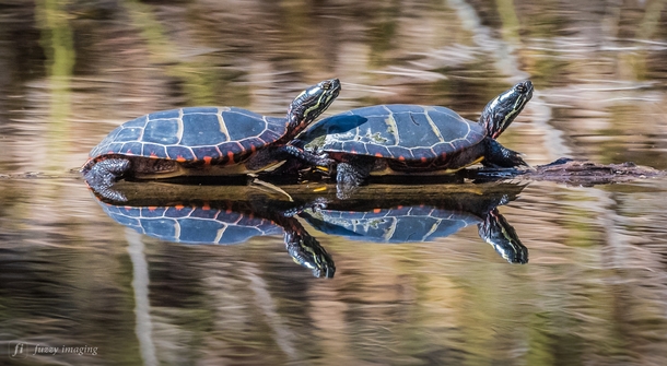 Reflecting Turtles 