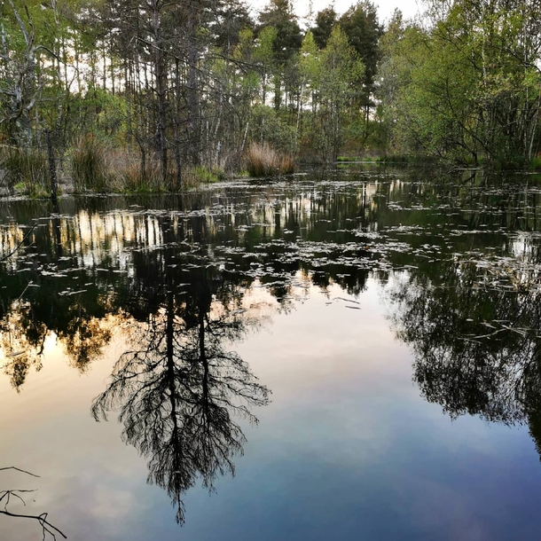Reflections on a lake Alderholt Forest UK 