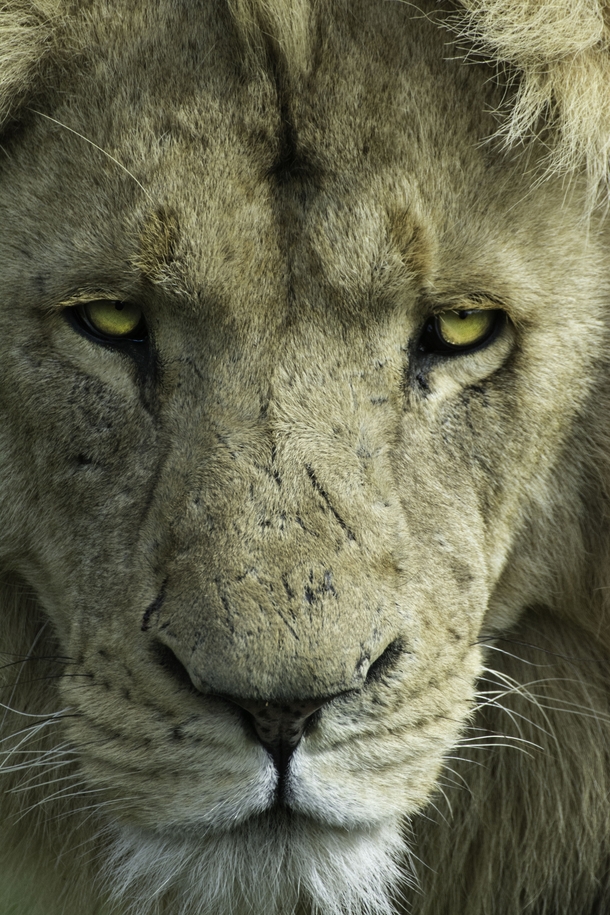 Regal Lion 