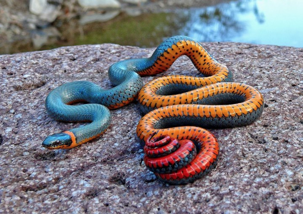 Regal ring-neck snake 