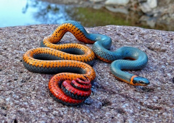 Regal Ringneck Snake Diadophus punctatus regalis  x-post from rpics