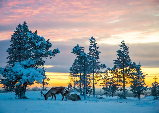 Reindeer in Saariselk Finland 