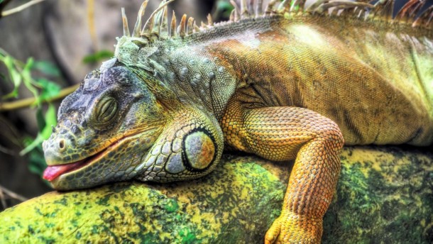 reptiles iguana 