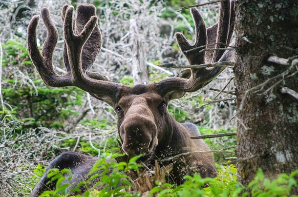 Resting Moose 