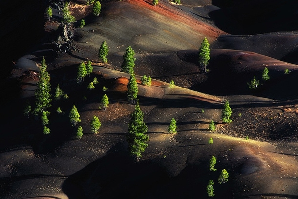 Return of Life - trees growing in the desolation left by a volcanic eruption in Lassen Volcanic National Park USA  by Peter Heil xpost rUnitedStatesofAmerica