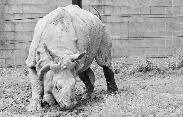 Rhino Toronto Zoo 