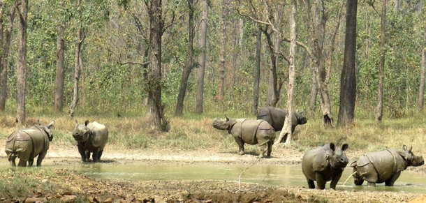 Rhinoceros in Nepal