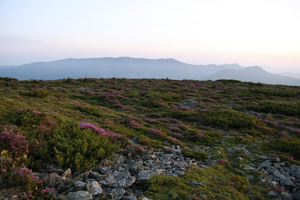 Rhododendron blooming on Mount Lysaya Russia 