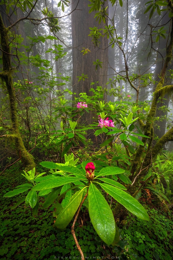 Rhododendron blooms within a foggy grove of coastal redwoods in Northern California 