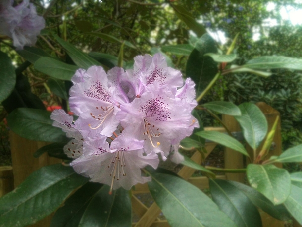 Rhododendron from my garden 