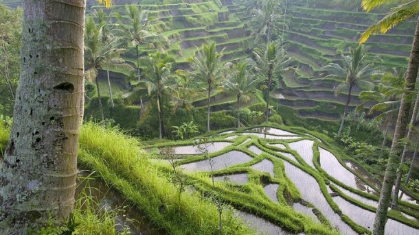 Rice fields in Bail Indonesia 
