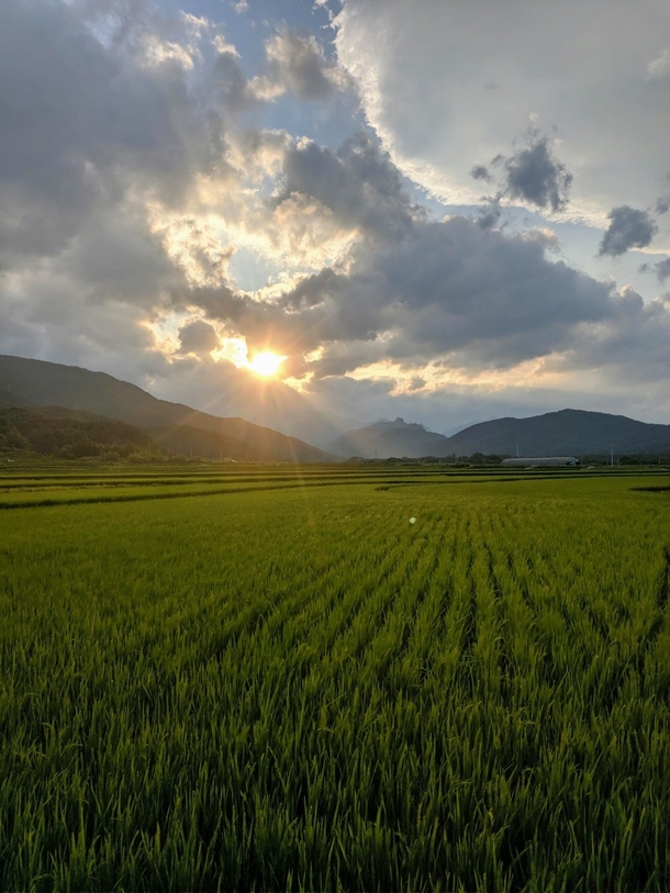 Rice fields in Sokcho South Korea 