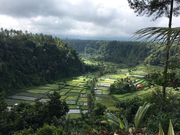 Rice Paddy Fields in Bali Indonesia 