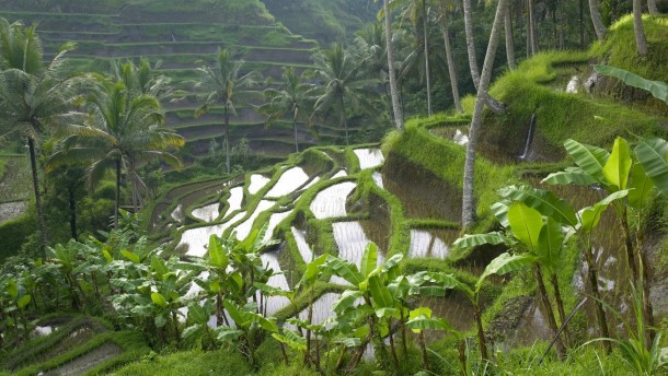 Rice Paddy Terraces - Indonesia 