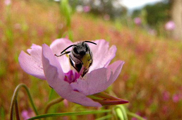 Ridiculously photogenic pollinator After eating nectar all morning these little guys take a siesta inside wildflowers Sierra Nevada Mountains California Hesperapis sp on Clarkia cylindrica