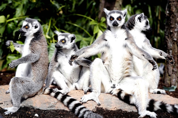 Ring-tailed lemurs from Madagascar show themselves for the first time outside the enclosure in Avifauna Bird Park in Alphen aan den Rijn on April   in Kingdom of the Netherlands Photo credit Bas Czerwinski - ANP  AFP Photo 