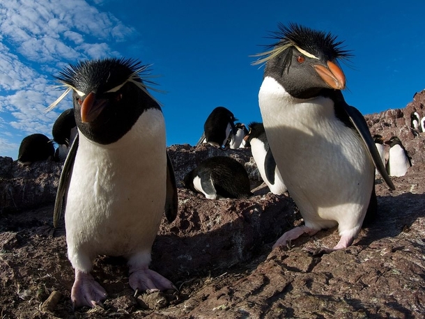 Rockhopper Penguins Argentina 