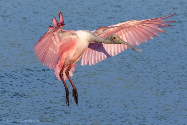 Roseate spoonbill South Florida