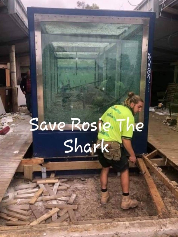Rosie the shark while being moved to crystal world it will be a few months till her new home is open