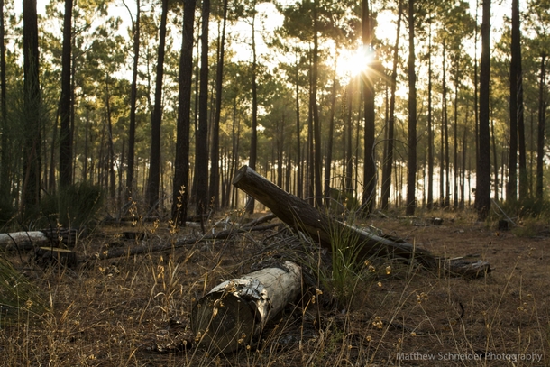 Rotting Pine Photo by Matthew Schneider Taken in the Pine Forest Perth 