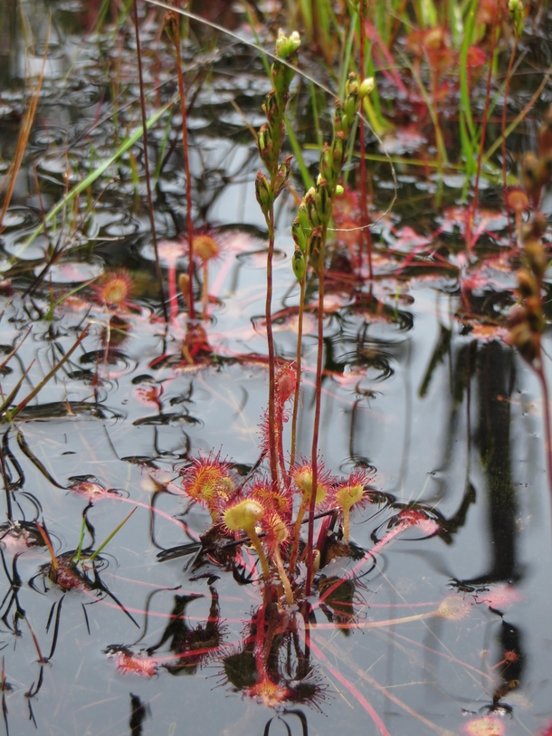 Round-leaved Sundew Drosera rotundifolia are one of the few carnivorous plants here on Vancouver Island Theyre plentiful in Cape Scott Park where I took this pic last summer after a rainstorm 