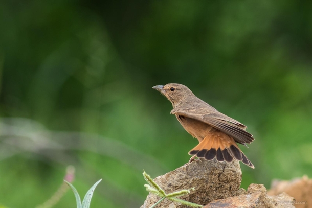 Rufous-tailed Lark - Ammomanes phoenicura  - Outskirts of Bhuj Gujarat India
