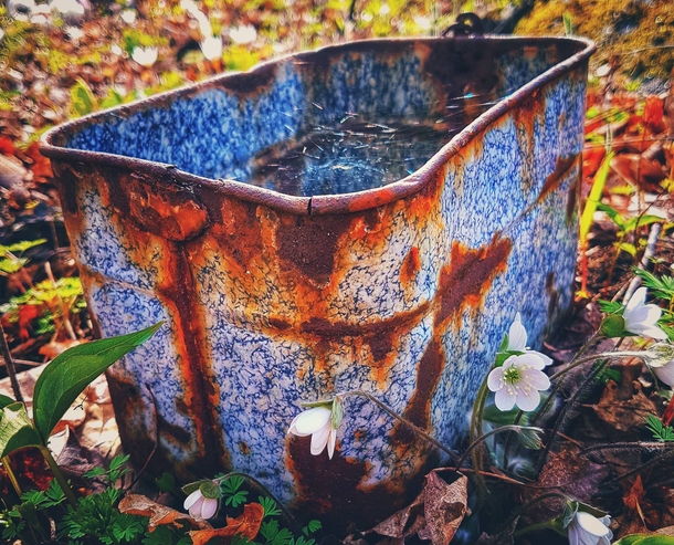 Rusty bucket found in the woods