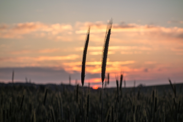 Rye at sunset Mecklenburg  Germany 