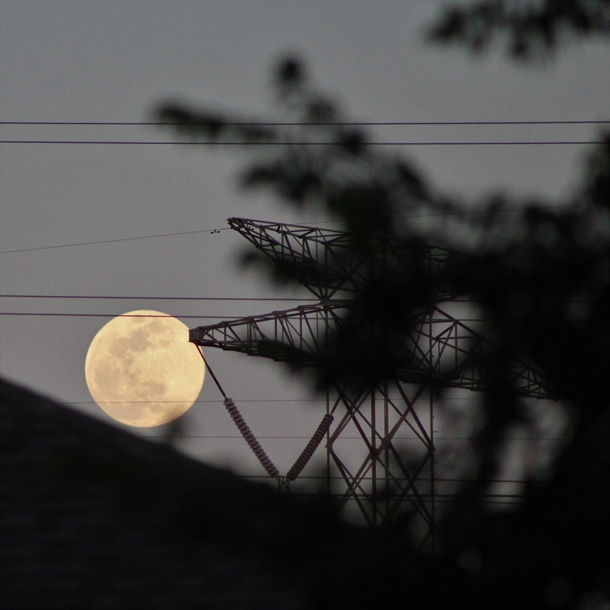 s final supermoon graciously ascending through the branches and wires 