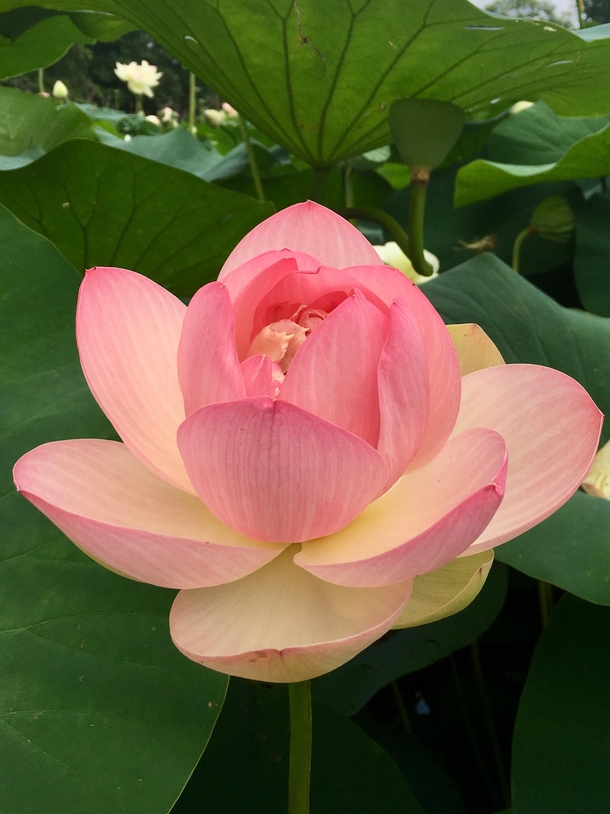 Sacred lotus Nelumbo Nucifera at Tower Grove Park in St Louis 