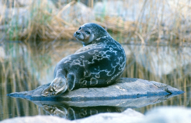 Saimaa ringed seal the worlds most endagered seal 