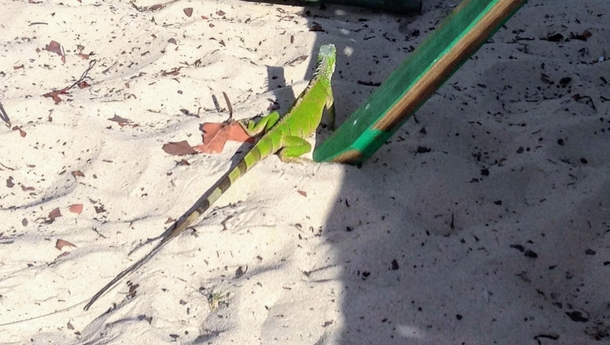 Saint-Martin - Mullet Bay Beach - a green igu iguana