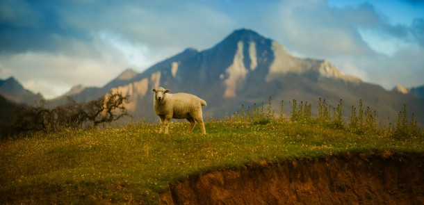 Saw this sheepy on the way home today in Paradise NZ a real place 
