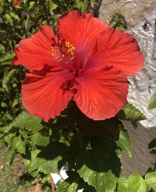 Saying hello to the Hibiscus rosa-sinensis on my walk in Florida this morning  degrees and loving the blooms this time of year 