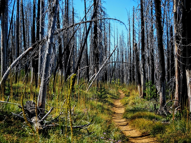 Scarred forest on the PCT Oregon 