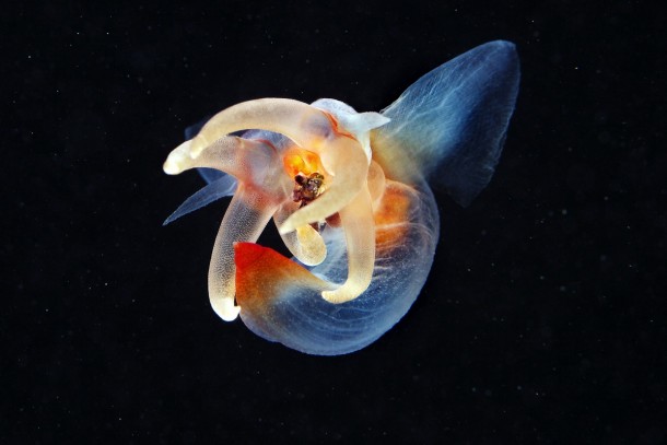 sea-angel-clion-limacina-hunting--20854.