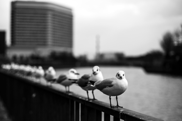 Seagulls queued up on a rail in Osaka Japan 
