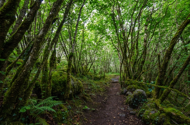 Secluded route through a green grove of trees - The Burren Ireland 