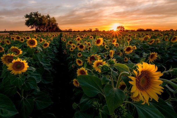 Sensual Sunflower Bloom in Yolo County California 