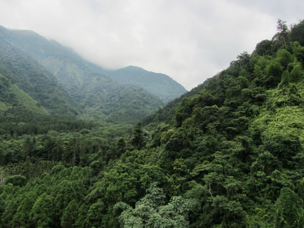 Serenity above the treetops - Taiwan 