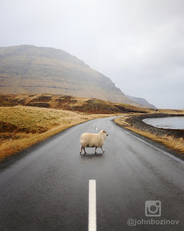 Sheep Crossing - Grundarfjrur Iceland 