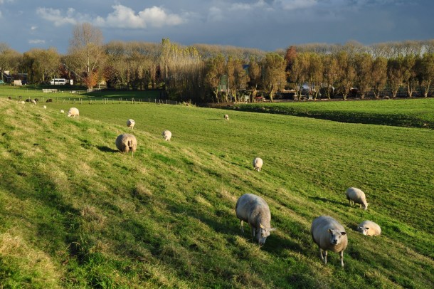 Sheep grazing in Kaag en Braassem Netherlands 
